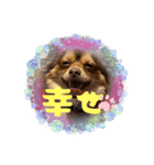 シンバ愛犬（個別スタンプ：13）