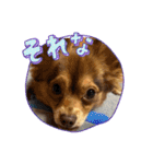 シンバ愛犬（個別スタンプ：14）
