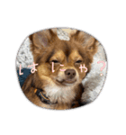 シンバ愛犬（個別スタンプ：15）