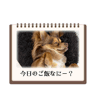シンバ愛犬（個別スタンプ：16）