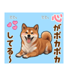 毎日使える！気持ち伝わる豆柴メッセージ（個別スタンプ：1）