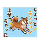 毎日使える！気持ち伝わる豆柴メッセージ（個別スタンプ：9）
