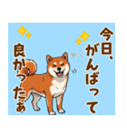 毎日使える！気持ち伝わる豆柴メッセージ（個別スタンプ：12）