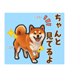 毎日使える！気持ち伝わる豆柴メッセージ（個別スタンプ：20）