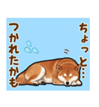 毎日使える！気持ち伝わる豆柴メッセージ（個別スタンプ：22）