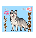 毎日使えるハスキーの気持ち伝えるスタンプ（個別スタンプ：1）
