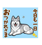 毎日使えるハスキーの気持ち伝えるスタンプ（個別スタンプ：5）
