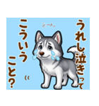 毎日使えるハスキーの気持ち伝えるスタンプ（個別スタンプ：7）