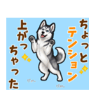 毎日使えるハスキーの気持ち伝えるスタンプ（個別スタンプ：9）