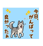 毎日使えるハスキーの気持ち伝えるスタンプ（個別スタンプ：12）