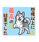 毎日使えるハスキーの気持ち伝えるスタンプ（個別スタンプ：13）