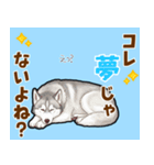 毎日使えるハスキーの気持ち伝えるスタンプ（個別スタンプ：15）