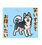 毎日使えるハスキーの気持ち伝えるスタンプ（個別スタンプ：16）