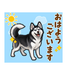 毎日使えるハスキーの気持ち伝えるスタンプ（個別スタンプ：17）