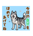 毎日使えるハスキーの気持ち伝えるスタンプ（個別スタンプ：18）