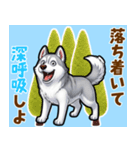 毎日使えるハスキーの気持ち伝えるスタンプ（個別スタンプ：20）