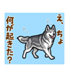 毎日使えるハスキーの気持ち伝えるスタンプ（個別スタンプ：22）