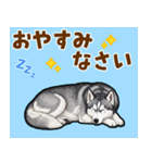 毎日使えるハスキーの気持ち伝えるスタンプ（個別スタンプ：24）
