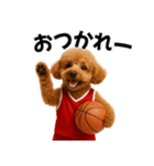 使える！バスケプードル（個別スタンプ：1）