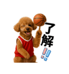 使える！バスケプードル（個別スタンプ：3）