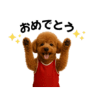 使える！バスケプードル（個別スタンプ：28）