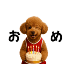 使える！バスケプードル（個別スタンプ：34）