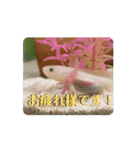 ウパうめ日記 よく使う編（個別スタンプ：1）