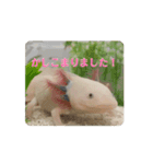 ウパうめ日記 よく使う編（個別スタンプ：2）