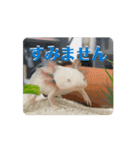 ウパうめ日記 よく使う編（個別スタンプ：3）