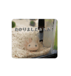 ウパうめ日記 よく使う編（個別スタンプ：5）