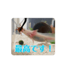 ウパうめ日記 よく使う編（個別スタンプ：6）