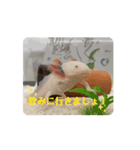 ウパうめ日記 よく使う編（個別スタンプ：11）