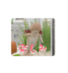 ウパうめ日記 よく使う編（個別スタンプ：12）