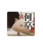 ウパうめ日記 よく使う編（個別スタンプ：13）