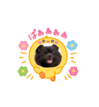 動く黒ぽめのとらきち（個別スタンプ：1）