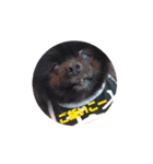 動く黒ぽめのとらきち（個別スタンプ：2）