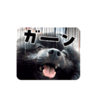 動く黒ぽめのとらきち（個別スタンプ：5）