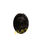 動く黒ぽめのとらきち（個別スタンプ：6）