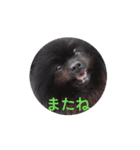 動く黒ぽめのとらきち（個別スタンプ：8）