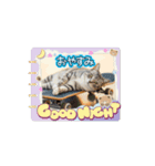 ニャンコとスケボー（個別スタンプ：5）