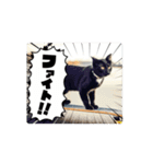 ニャンコとスケボー（個別スタンプ：10）