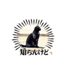 ニャンコとスケボー（個別スタンプ：11）