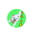 ほのぼのホワイト（個別スタンプ：7）