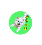 ほのぼのホワイト（個別スタンプ：8）