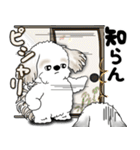 シーズー犬たち 「我が道を行く 時々素直」（個別スタンプ：3）