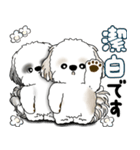 シーズー犬たち 「我が道を行く 時々素直」（個別スタンプ：7）