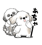 シーズー犬たち 「我が道を行く 時々素直」（個別スタンプ：21）