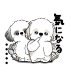 シーズー犬たち 「我が道を行く 時々素直」（個別スタンプ：24）