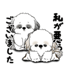 シーズー犬たち 「我が道を行く 時々素直」（個別スタンプ：36）