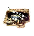 ヘルマンリクガメのメロン（個別スタンプ：2）